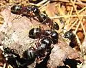 Hercules Carpenter Ant - photo 3