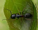 Hercules Carpenter Ant - photo 4