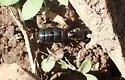 Hercules Carpenter Ant - photo 5