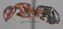 Camponotus hyatti