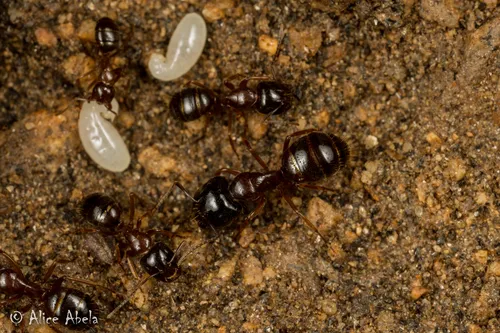 Camponotus johnsoni