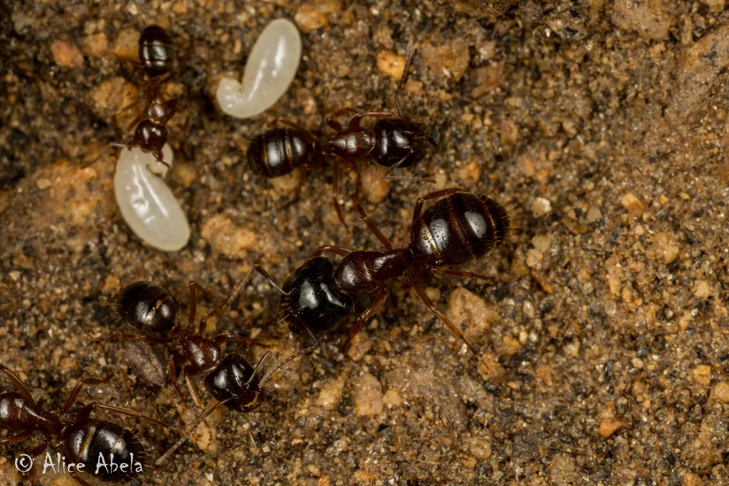 Camponotus johnsoni - photo 2
