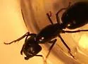 Camponotus laevigatus