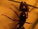 Camponotus laevigatus - photo 2