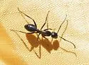 Camponotus laevigatus - photo 3