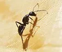 Camponotus laevigatus - photo 4