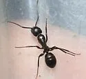 Camponotus laevigatus - photo 5