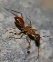 Camponotus microps