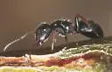 Camponotus mina