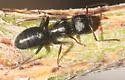 Camponotus mina - photo 2