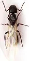 Camponotus mina - photo 3