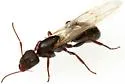 Camponotus mina - photo 4