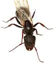 Camponotus mina - photo 5