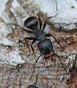 Western Black Carpenter Ant - photo 2
