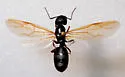 Western Black Carpenter Ant - photo 3