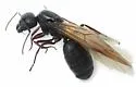 Western Black Carpenter Ant - photo 4