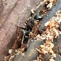 Western Black Carpenter Ant - photo 5