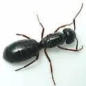 Camponotus modocnr - photo 2