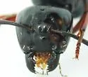 Camponotus modocnr - photo 3