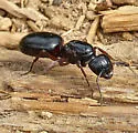 Camponotus modocnr - photo 4