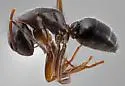 Camponotus nearcticus