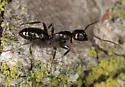Camponotus nearcticus - photo 2