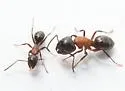 Camponotus nearcticus - photo 3