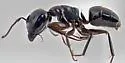 Camponotus nearcticus - photo 4