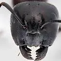 Camponotus nearcticus - photo 5