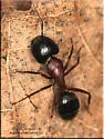 New York Carpenter Ant - photo 2
