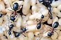 New York Carpenter Ant - photo 3