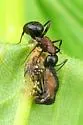 New York Carpenter Ant - photo 4