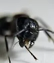New York Carpenter Ant - photo 5