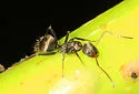 Camponotus novogranadensis