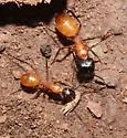 Camponotus ocreatus