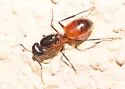 Camponotus ocreatus - photo 2
