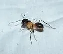 Camponotus ocreatus - photo 3