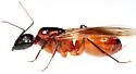 Camponotus ocreatus - photo 4