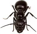 Camponotus pennsylvanicusnr - photo 2