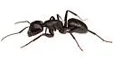 Camponotus pennsylvanicusnr - photo 3