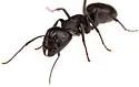 Camponotus pennsylvanicusnr - photo 4