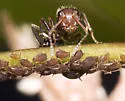 Compact Carpenter Ant - Camponotus planatus