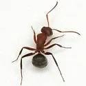 Compact Carpenter Ant - photo 2