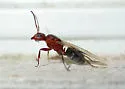 Compact Carpenter Ant - photo 3