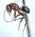 Compact Carpenter Ant - photo 4
