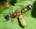 Compact Carpenter Ant - photo 5