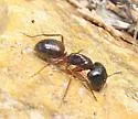 Camponotus sansabeanus - photo 2