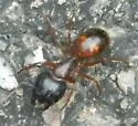 Camponotus sansabeanus - photo 3