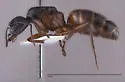 Camponotus sansabeanus - photo 4