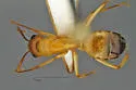 Camponotus sansabeanus - photo 5